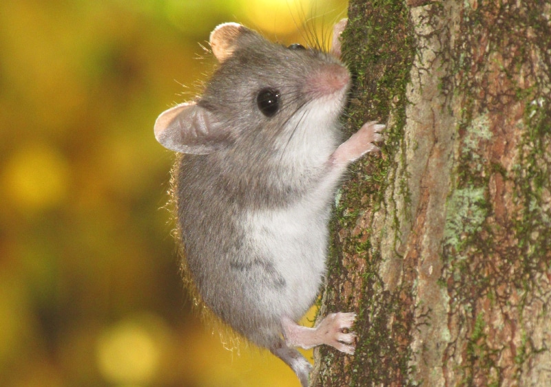 Giac-mo-thay-chuot-mang-den-y-nghia-gi