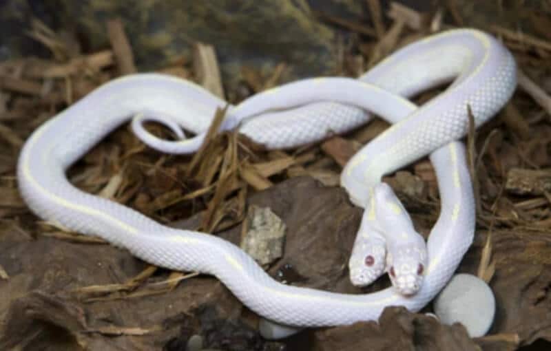 Mộng thấy 2 con rắn trắng