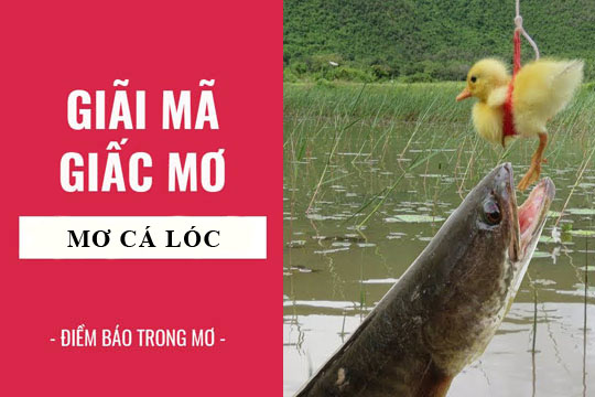 Nằm mơ thấy cá lóc dự báo điềm lành hay dữ